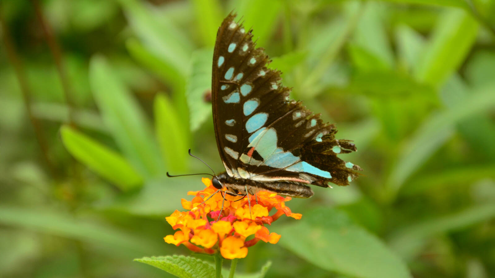 parc-papillons-empuriabrava
